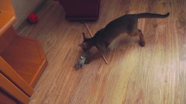 Abyssinian kitten playing — Stock Video