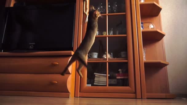 Абиссинский котенок играет — стоковое видео