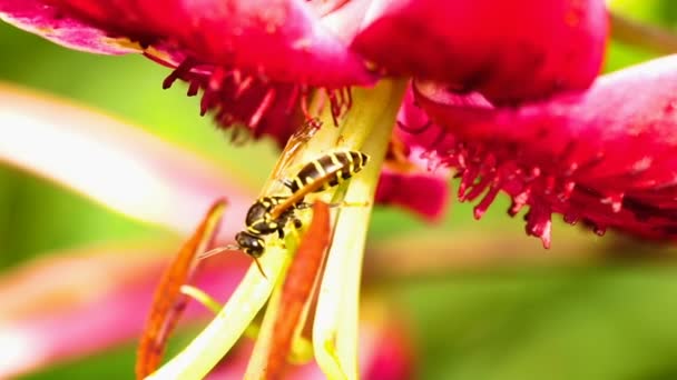 Wasp op een bloem lelie — Stockvideo