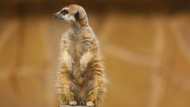Bakan Meerkat