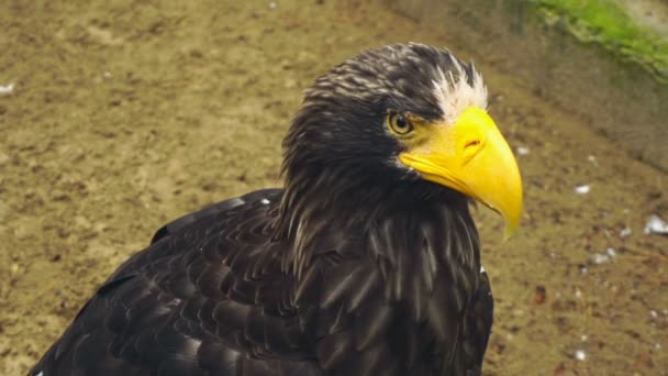 Stellers águila marina — Vídeo de stock