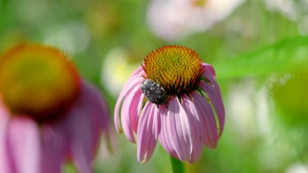 Beetle på en Echinacea blomma — Stockvideo