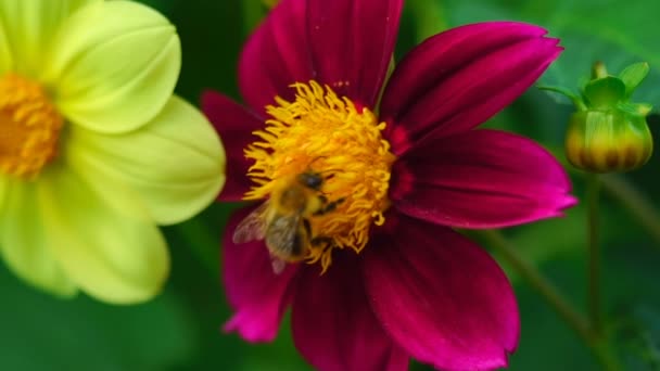 Bumblebee on dahlia flower — Stock Video