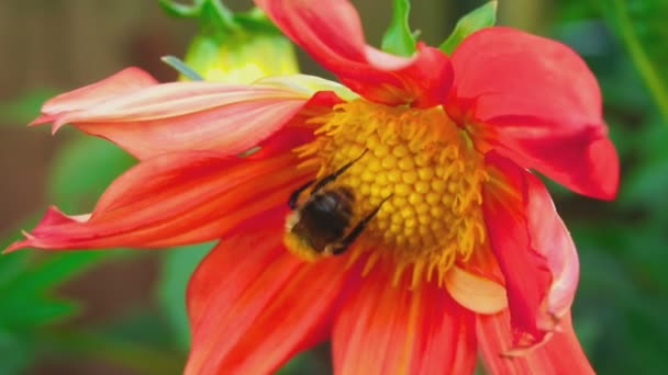 Bumblebee na flor dahlia — Vídeo de Stock