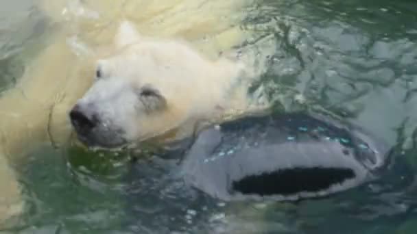 Eisbär im Zoo — Stockvideo