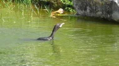 Nehri üzerinde siyah karabatak