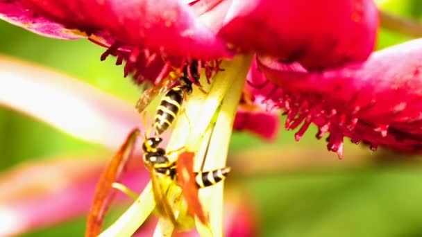 Guêpe sur un lis de fleur — Video