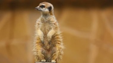 Bakan Meerkat