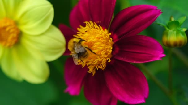 Hommel op bloem dahlia — Stockvideo