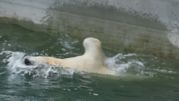 Oso polar en el zoológico — Vídeo de stock