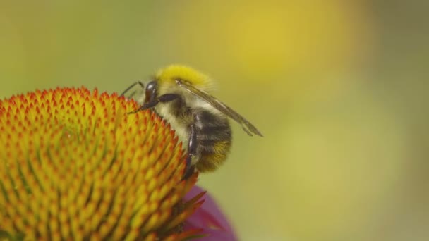 Μέλισσα σε ένα λουλούδι Echinacea — Αρχείο Βίντεο