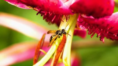 çiçek zambak üzerinde yaban arısı