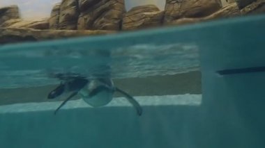 Humboldt pengueni sualtı