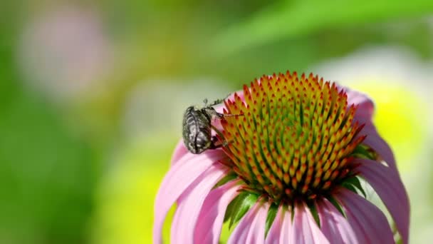 Coléoptère sur une fleur d'échinacée — Video