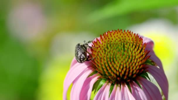 Kever op een Echinacea bloem — Stockvideo