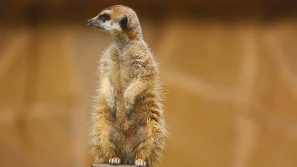 Meerkat mirando hacia fuera — Vídeo de stock