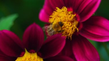 Bumblebee dahlia çiçeği üzerinde