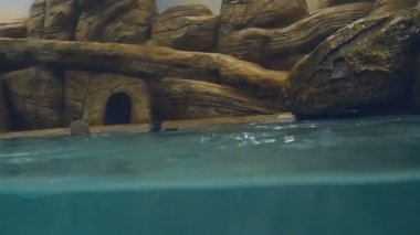 Humboldt pengueni sualtı