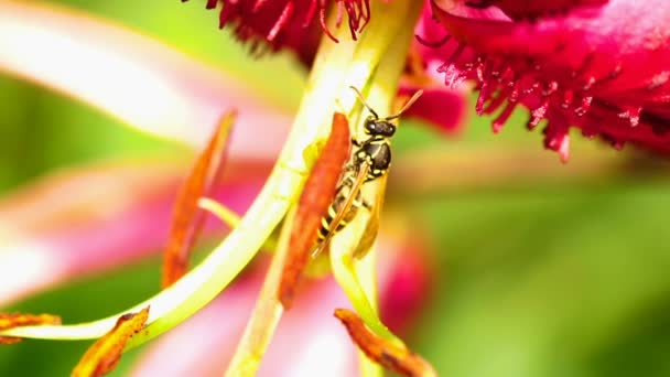 Wasp op een bloem lelie — Stockvideo