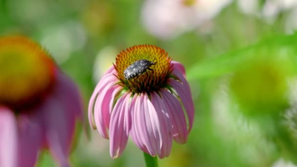 Kever op een Echinacea bloem — Stockvideo