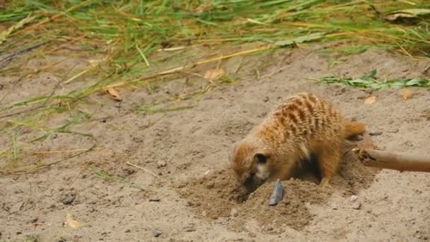 suricates creuser dans le sable