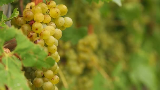 White grapes bunch. — Stock Video