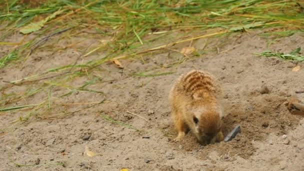 Meerkats gräva i sanden — Stockvideo