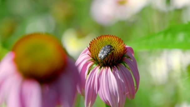 Maggiolino su un fiore di Echinacea — Video Stock