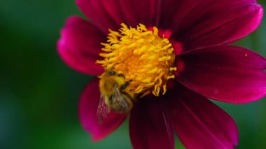 Bumblebee dahlia çiçeği üzerinde