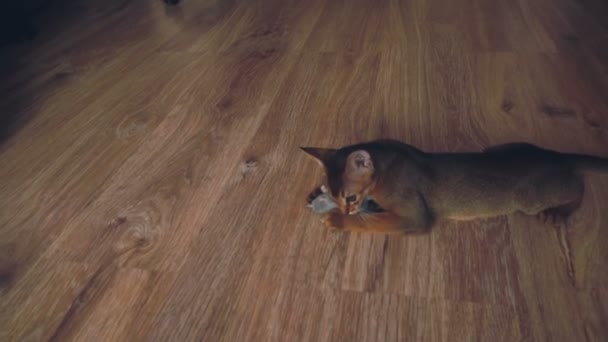 Abyssinian kitten playing — Stock Video