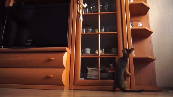 Abyssinian kitten playing — Stock Video