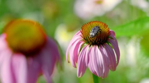 Beetle på en Echinacea blomma — Stockvideo