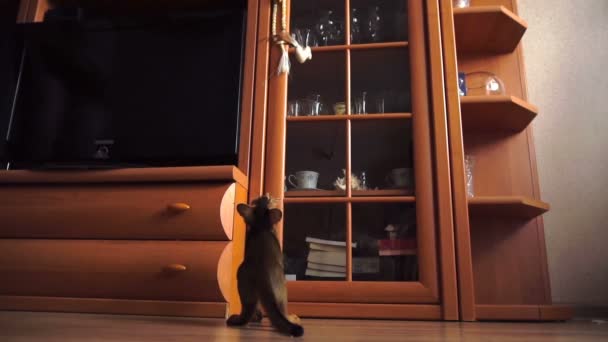 Gatito abisinio jugando — Vídeo de stock