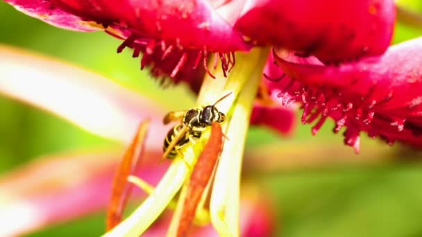 Wasp op een bloem lelie — Stockvideo