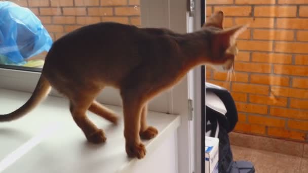 Habeş yavru kedi oyun — Stok video