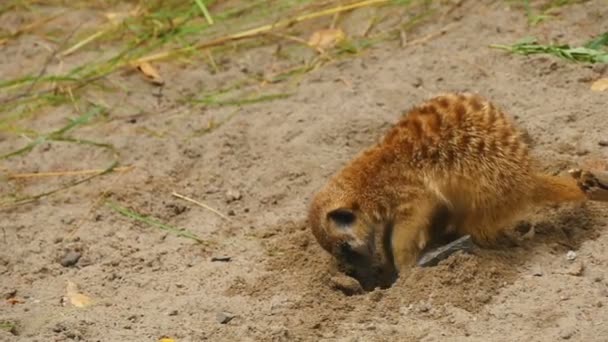 suricates creuser dans le sable