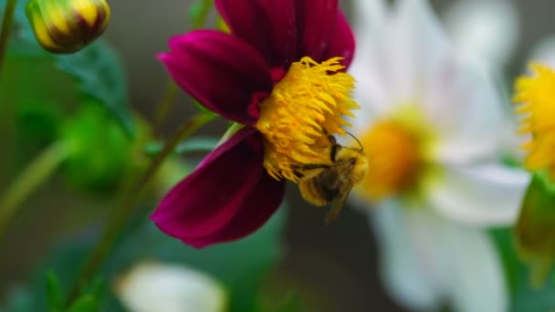 Humla på dahlia blomma — Stockvideo