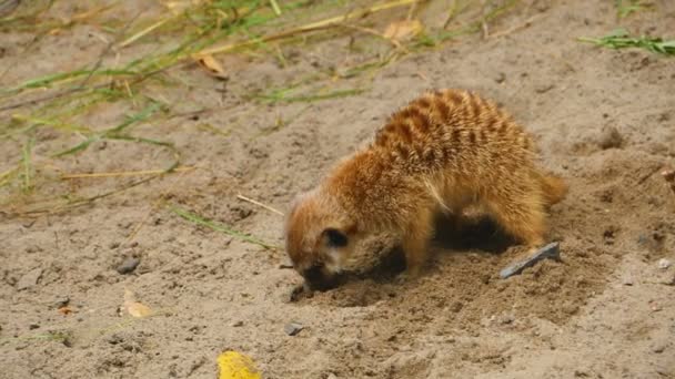 suricates creuser dans le sable