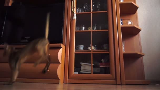 Абиссинский котенок играет — стоковое видео
