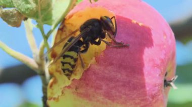 Hornet Kırmızı elma yiyor