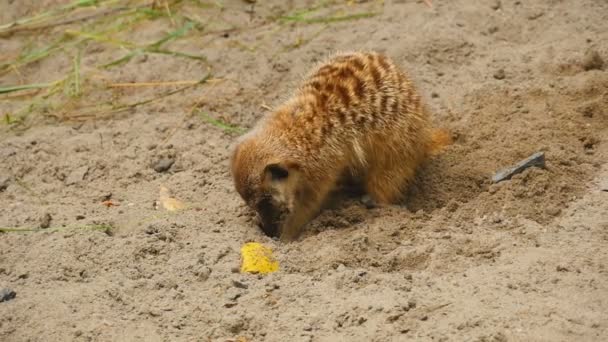 suricates creuser dans le sable