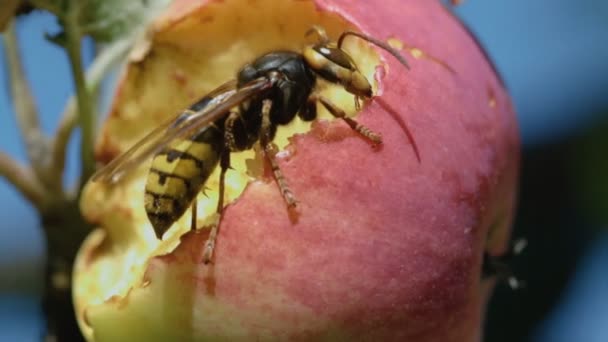 Hornet Kırmızı elma yiyor — Stok video