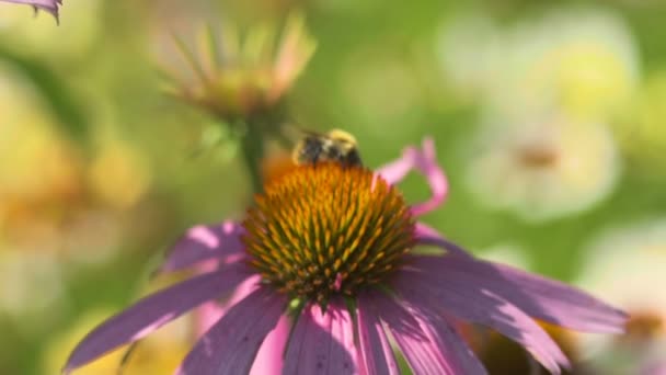 Beetle on a Echinacea flower — Stock Video