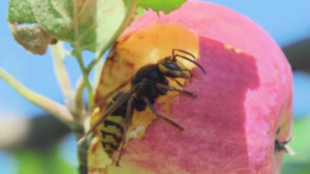 Hornet äter rött äpple — Stockvideo