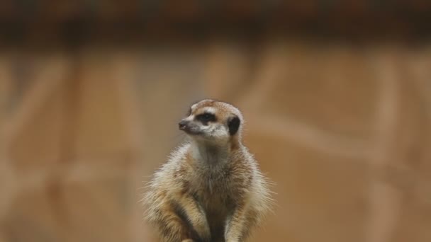 Meerkat mirando hacia fuera — Vídeo de stock