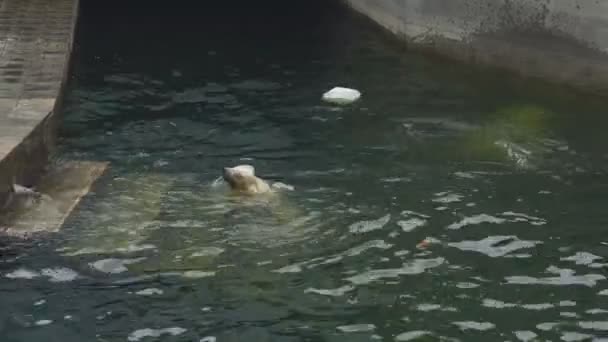 Osos polares en el zoológico — Vídeo de stock