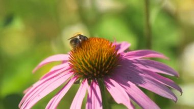 Bumblebee Ekinezya çiçek