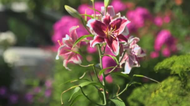 Fleurs lys roses se balançant dans le vent — Video