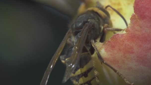 Hornet mange de la pomme rouge — Video