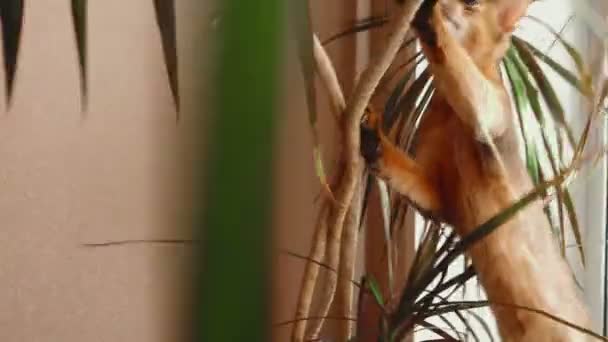 Abyssinian kitten playing — Stock Video